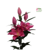 Lilija - OR Tarrango 18/20