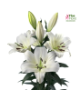 Lilija - OT LOWLAND 20/22