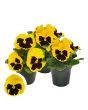 Atraitnīte lielziedu - Inspire Yellow Blotch-Jaunstāds