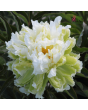 RPA51_Peonija - Green Halo-sakne 3/5 pumpuri