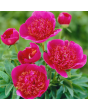 Peonija - Anemoniflora-Stāds PODI 5L/C5 un 7L/C7
