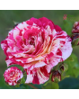 PV1121. Roze -  Abracadabra, 2l podā