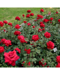 PV1134. Roze -  Grande Amore, 2l podā