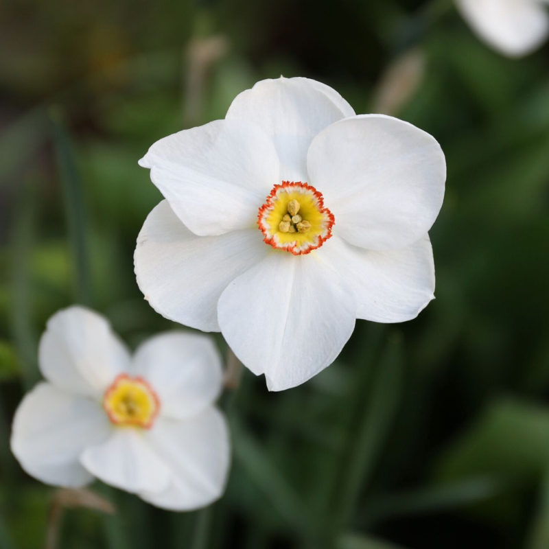 Narcise ACTAEA