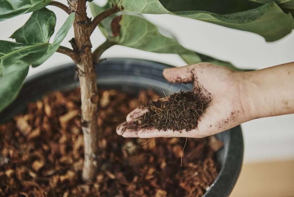 woman taking care her plant baby 1